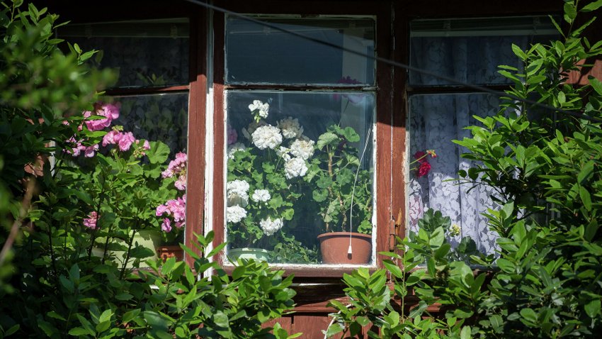 Агроном предупредил об опасности комнатных растений для детей - «Недвижимость»