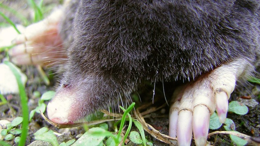 Эксперт рассказала, как избавиться от кротов на дачном участке - «Недвижимость»